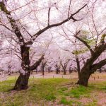 幅広い年齢層が安心できるさいたま市